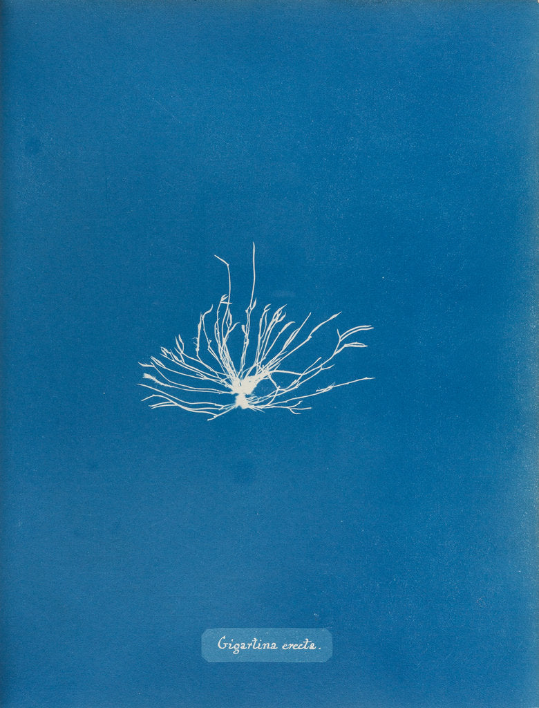 Detail of Gigartina erecta by Anna Atkins