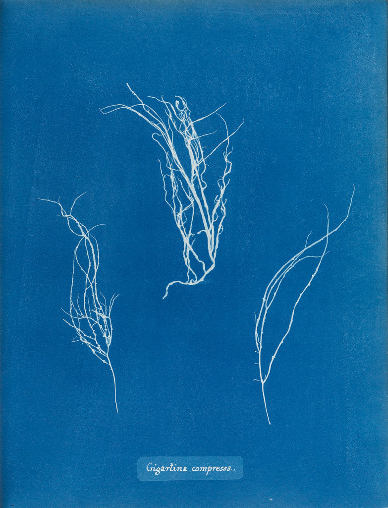 Detail of Gigartina compressa by Anna Atkins