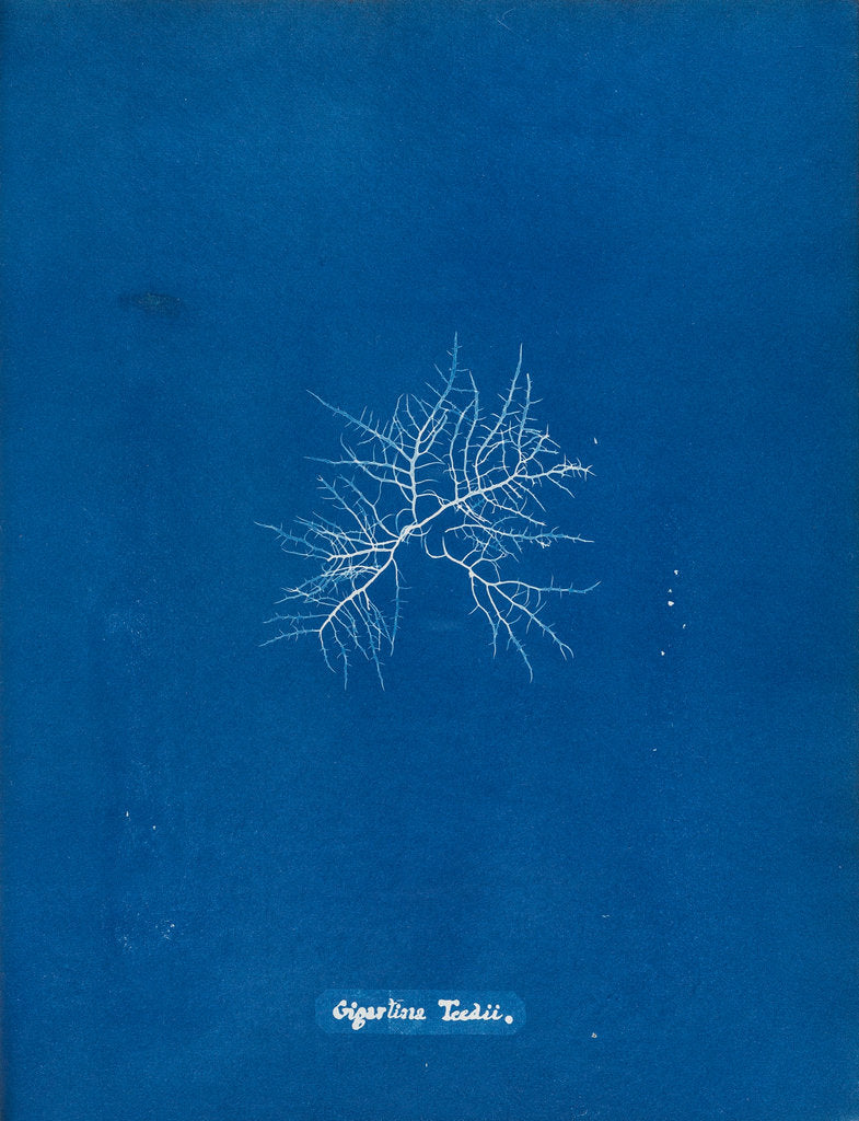 Detail of Gigartina teedii by Anna Atkins
