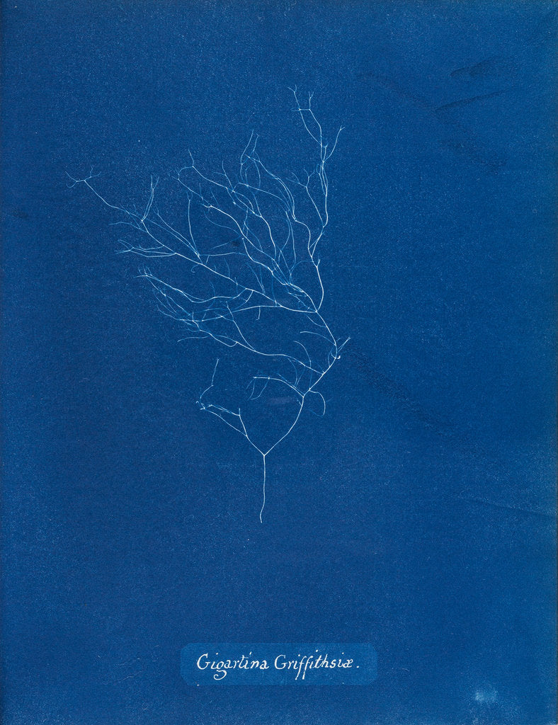 Detail of Gigartina griffithsiae by Anna Atkins