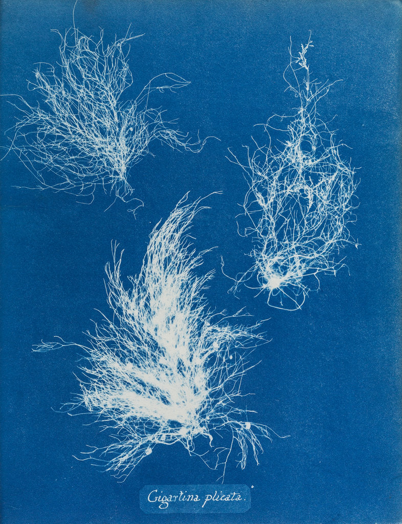 Detail of Gigartina plicata by Anna Atkins