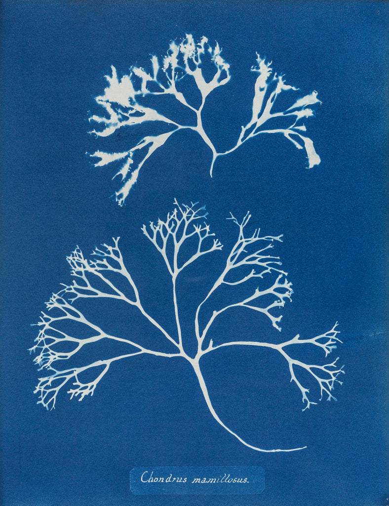 Detail of Chondrus mamillosus by Anna Atkins