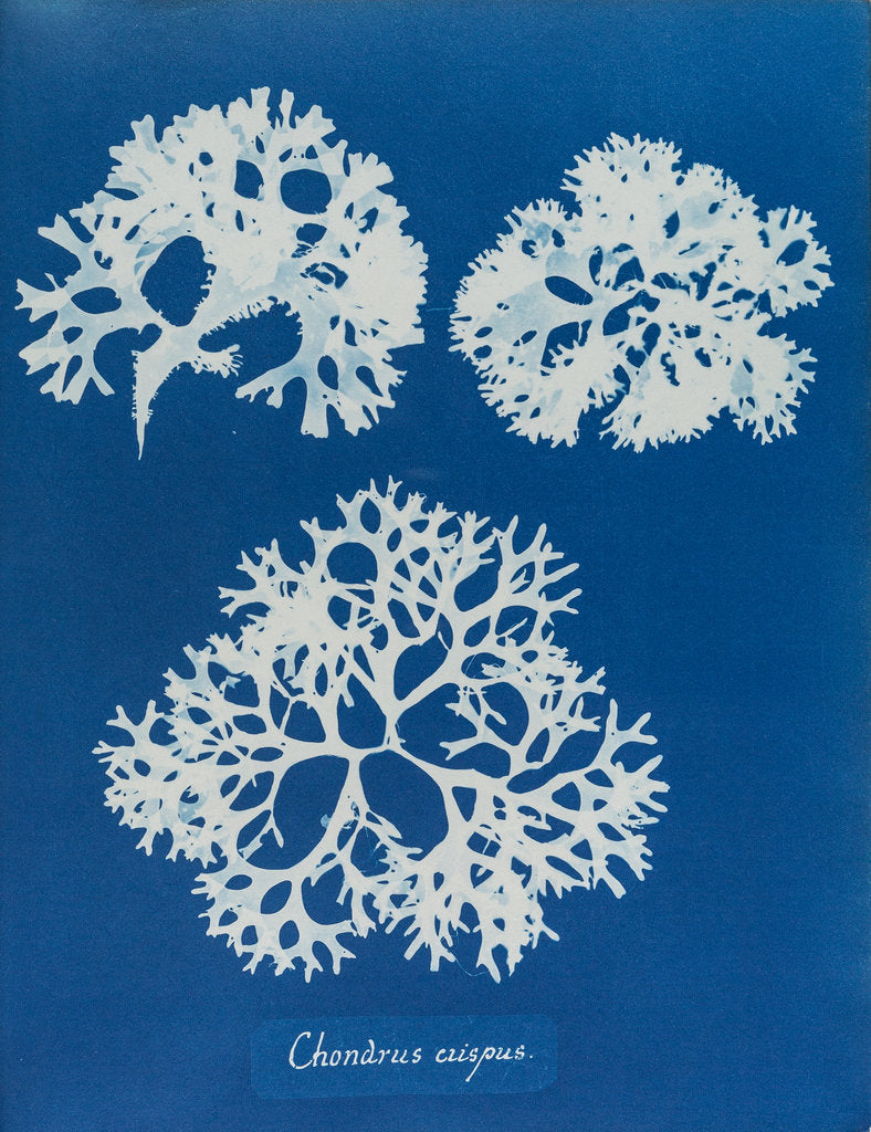 Detail of Irish moss by Anna Atkins