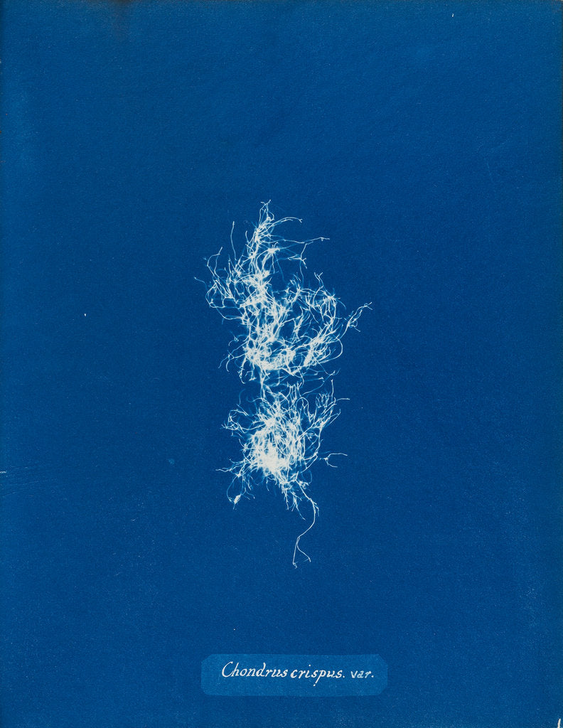 Detail of Irish moss by Anna Atkins