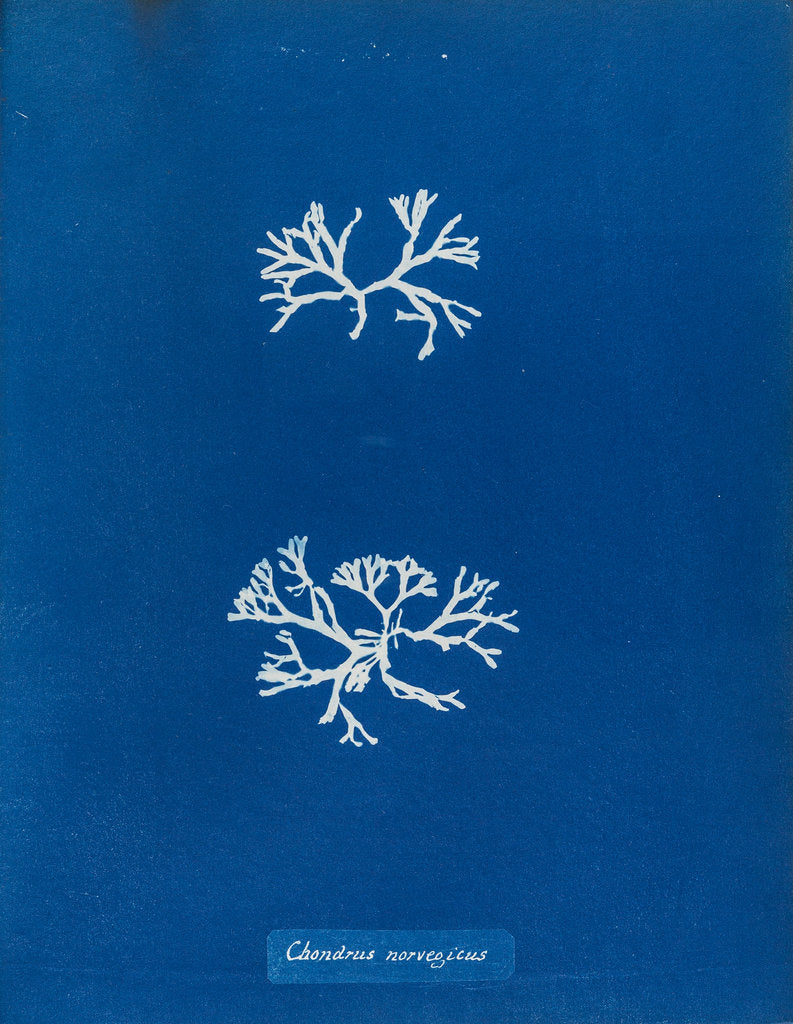 Detail of Chrondrus norvegicus by Anna Atkins