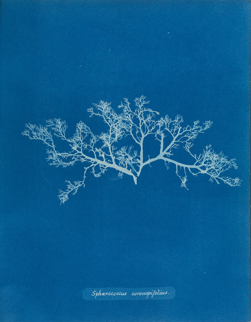 Detail of Berry wart cress by Anna Atkins