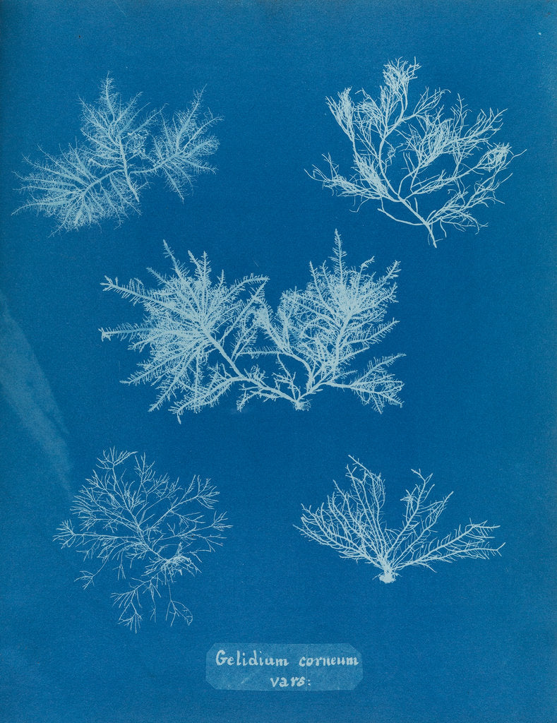 Detail of Gelidium corueum vars by Anna Atkins