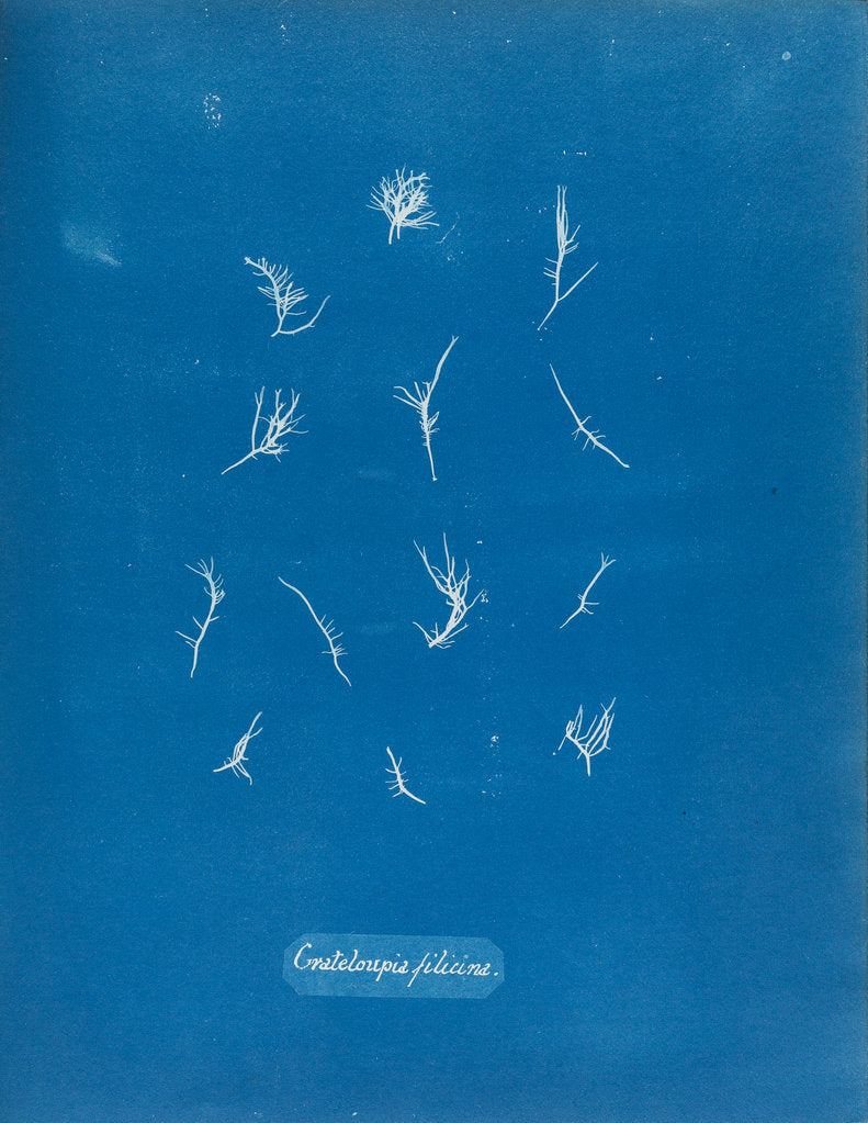 Detail of Grateloupia filicina by Anna Atkins