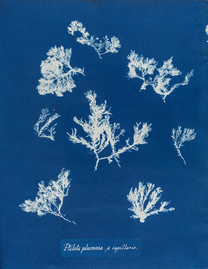 Detail of Ptilota plumosa & capillaris by Anna Atkins