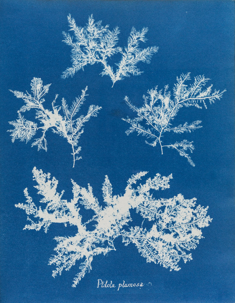 Detail of Ptilota plumosa by Anna Atkins