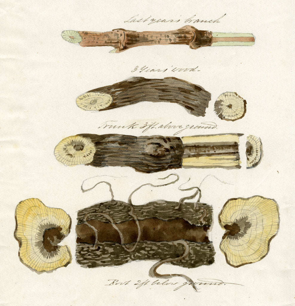 Detail of Grape vines by Joseph James Forrester