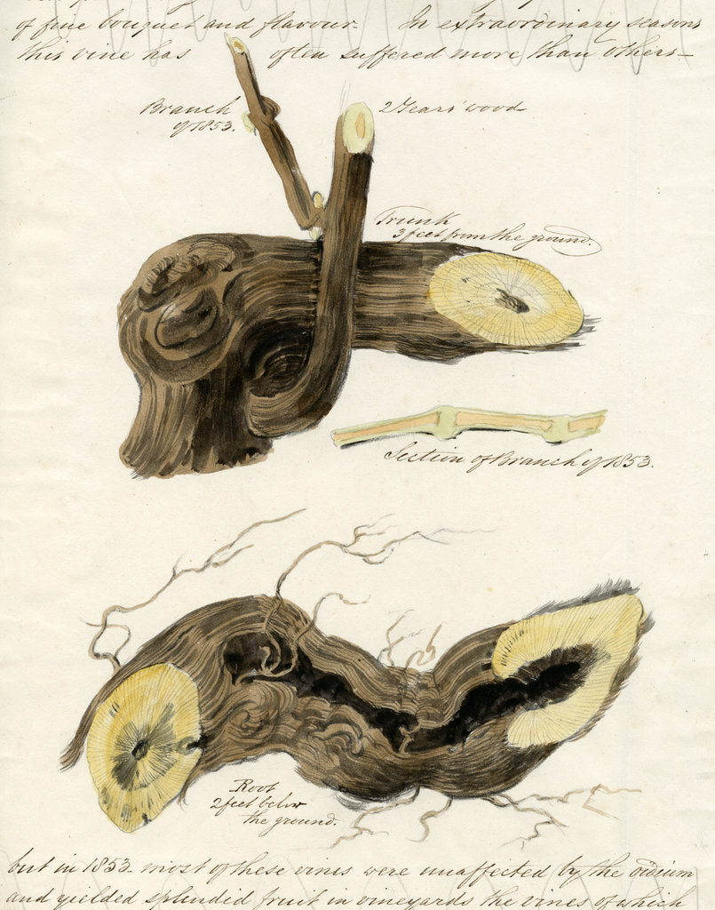 Detail of Grape vines by Joseph James Forrester