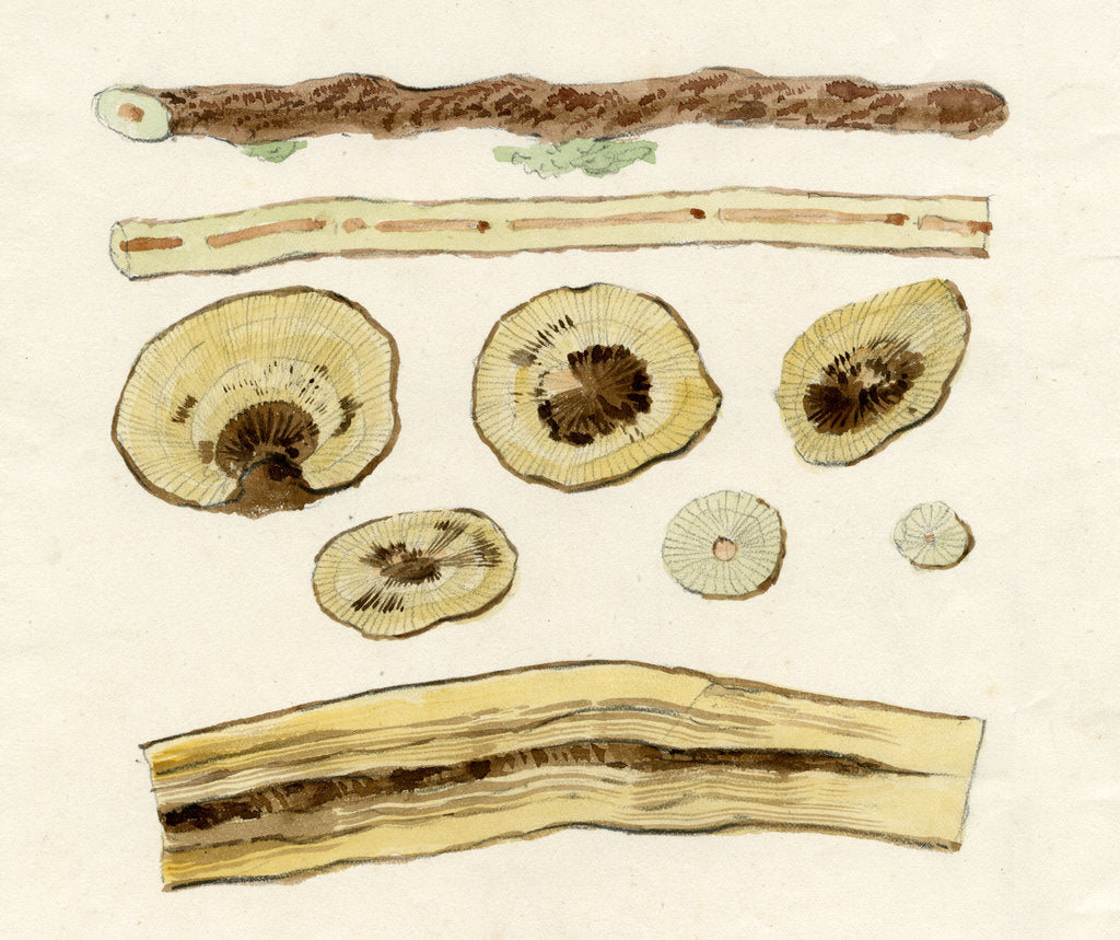 Detail of Grape vines by Joseph James Forrester