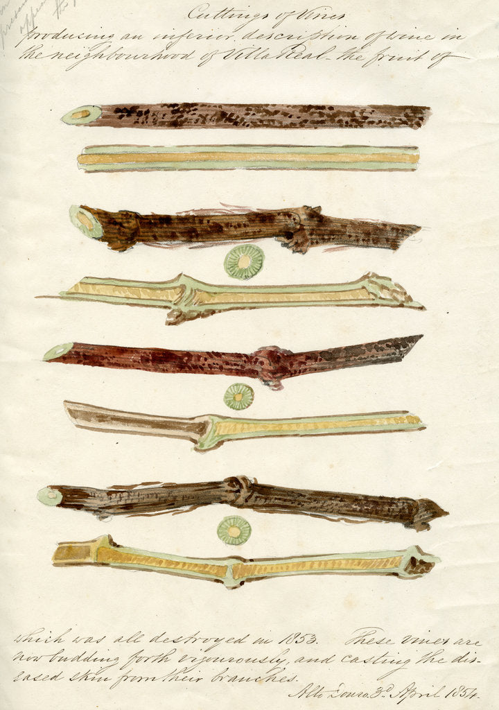 Detail of Cuttings of grape vines by Joseph James Forrester