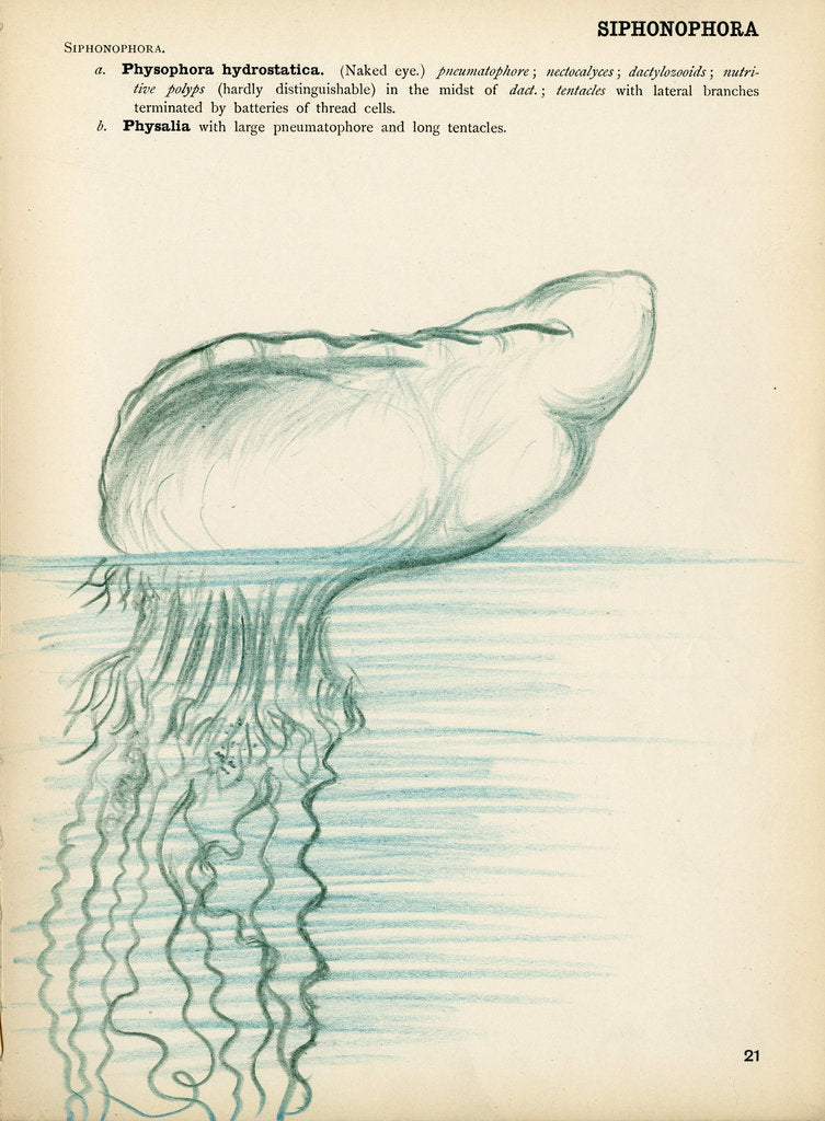 Detail of Physalia by Henry Hallett Dale