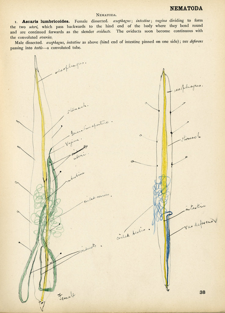 Detail of Ascaris lumbricoides by Henry Hallett Dale
