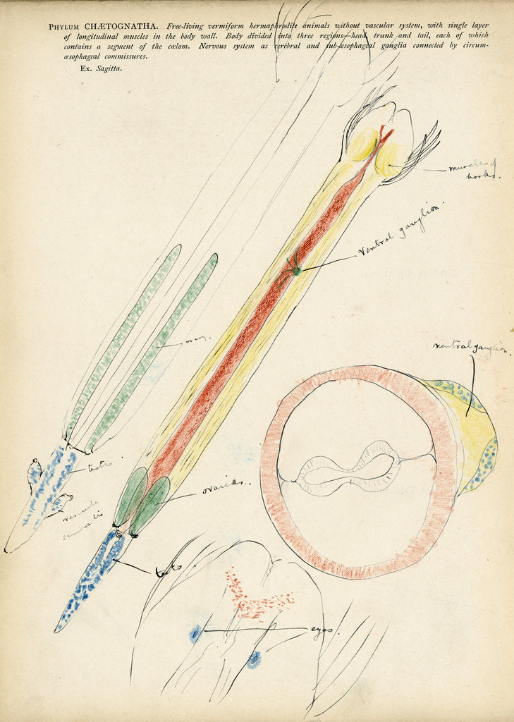 Detail of Chaetognatha by Henry Hallett Dale