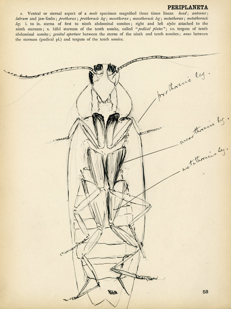 Detail of Periplaneta orientalis by Henry Hallett Dale