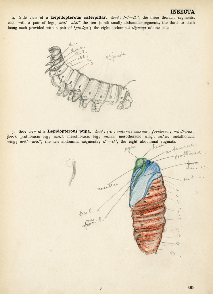 Detail of Caterpillar and pupa by Henry Hallett Dale