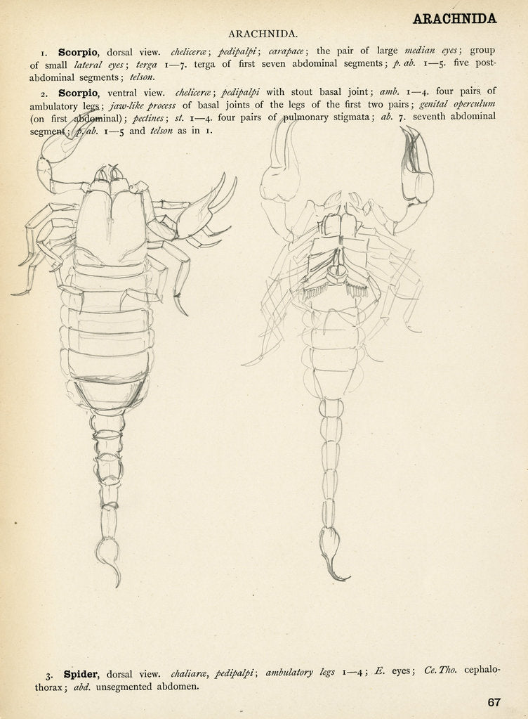 Detail of Scorpion by Henry Hallett Dale