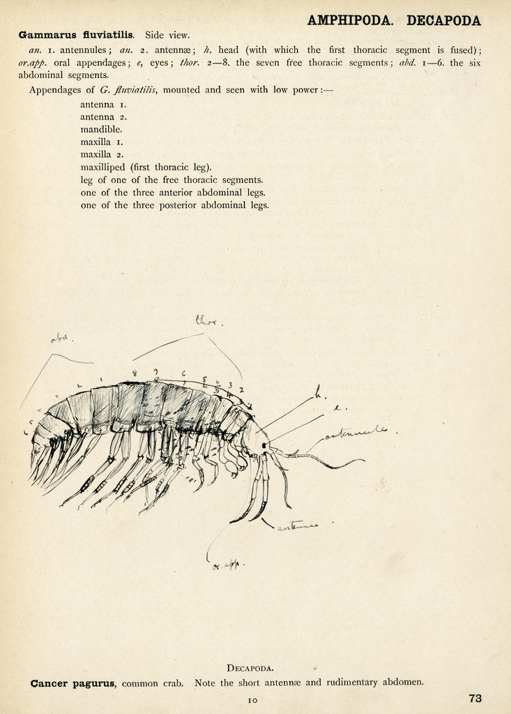 Detail of Gammarus fluviatilis by Henry Hallett Dale