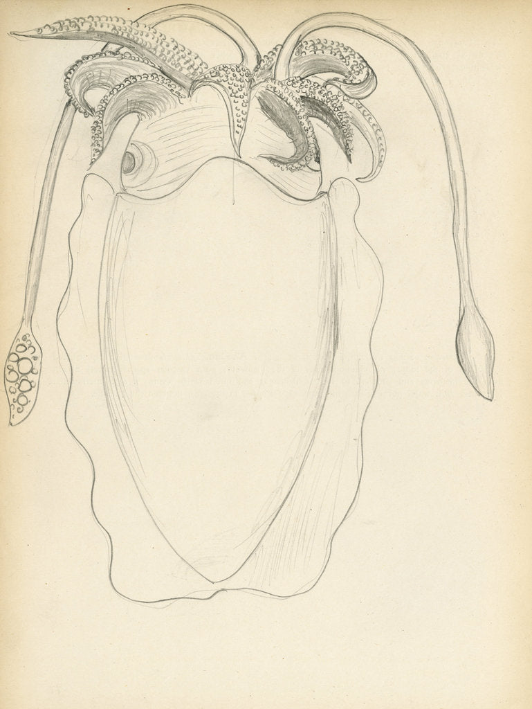 Detail of Sepia officinalis by Henry Hallett Dale