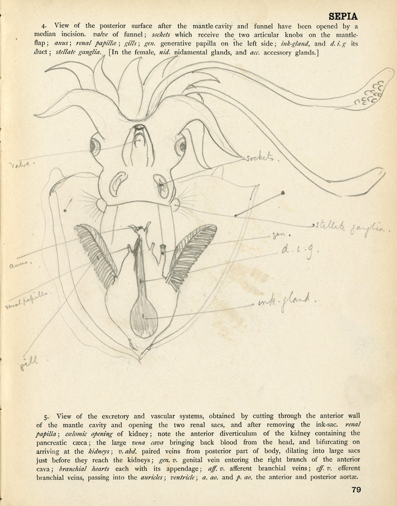 Detail of Sepia officinalis by Henry Hallett Dale