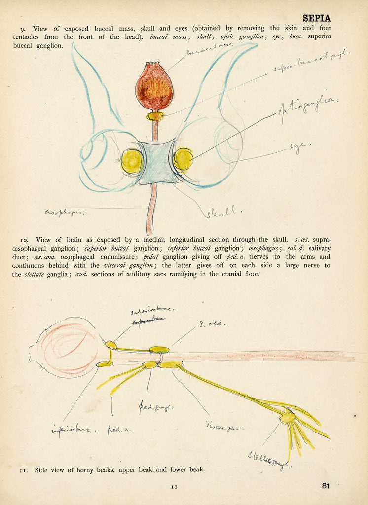 Detail of Sepia officinalis by Henry Hallett Dale