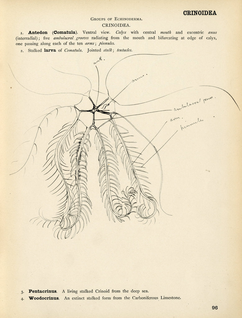 Detail of Antedon by Henry Hallett Dale