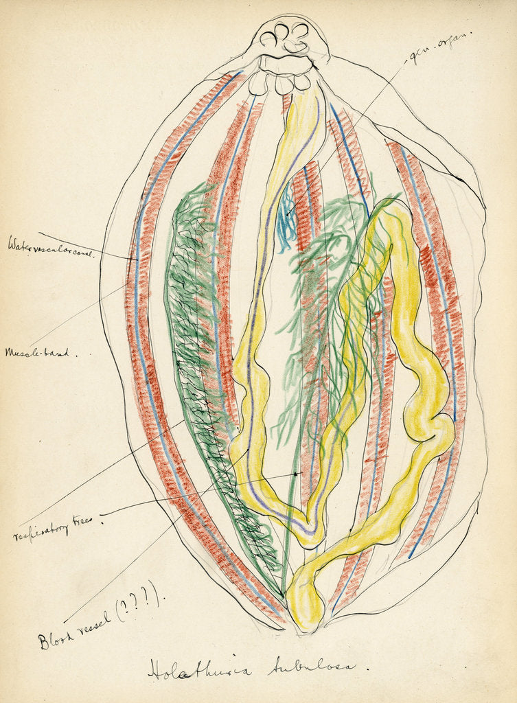 Detail of Holathuria tubulosa by Henry Hallett Dale