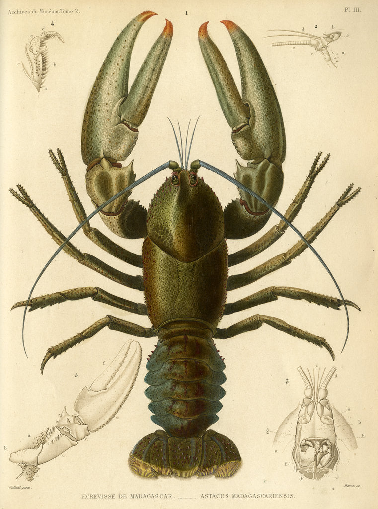 Detail of Crayfish by Baron