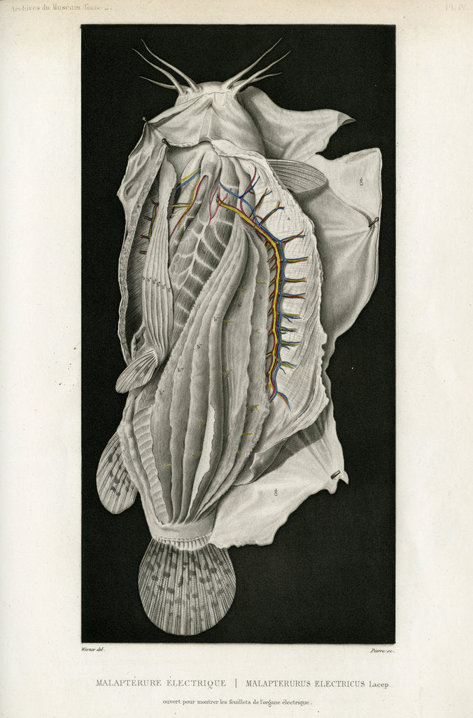 Detail of Electric catfish by Pierre