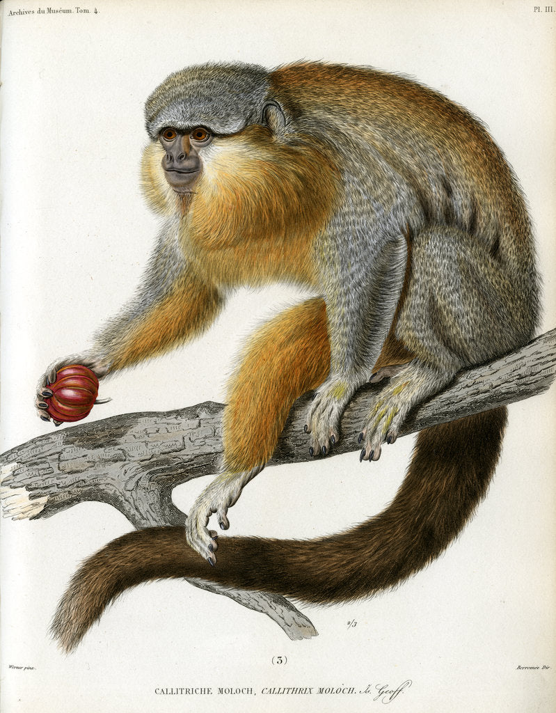 Detail of Red-bellied titi by Borromée