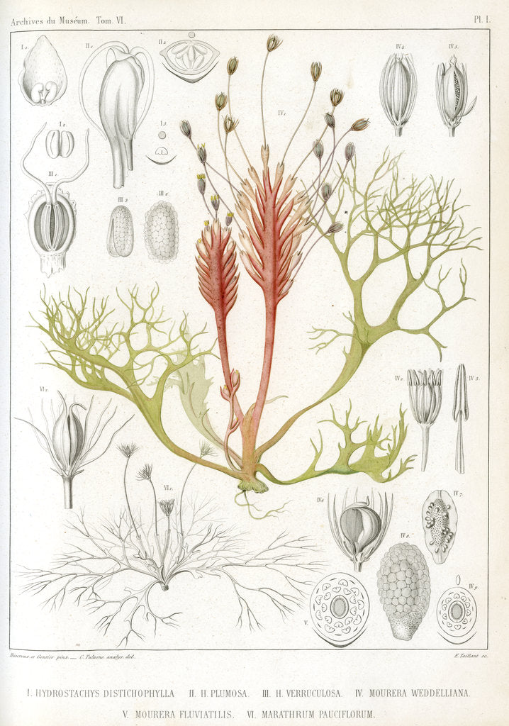 Detail of Riverweeds by Eugenia Taillant