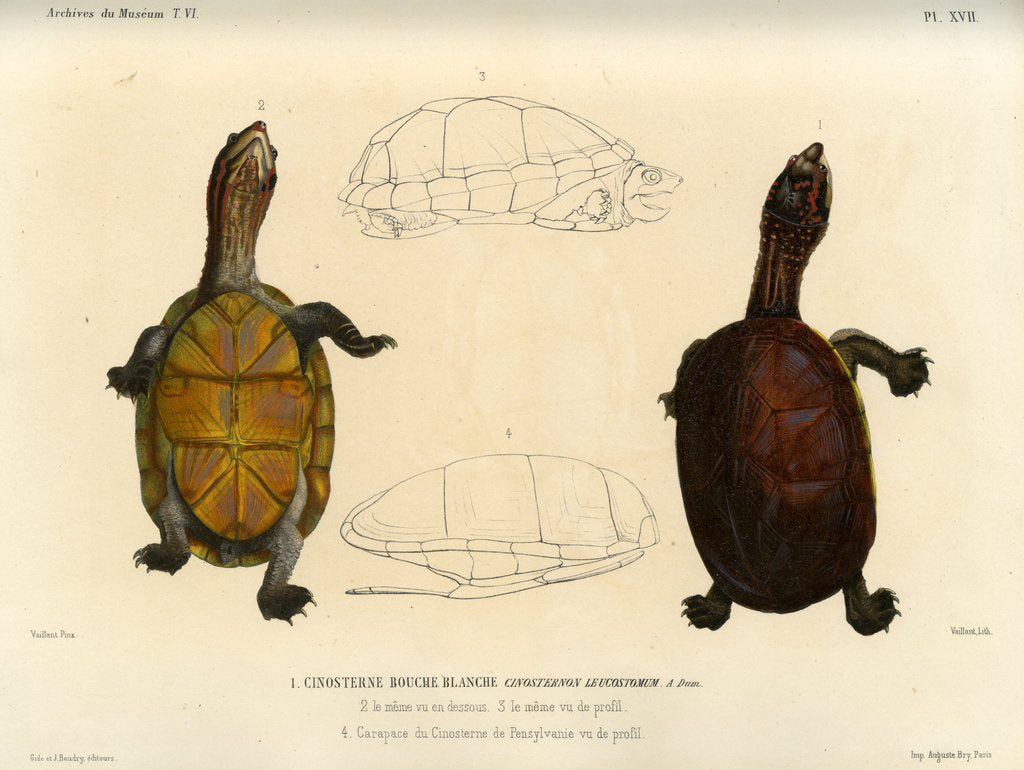 Detail of White lipped mud turtle by Léon Louis Vaillant