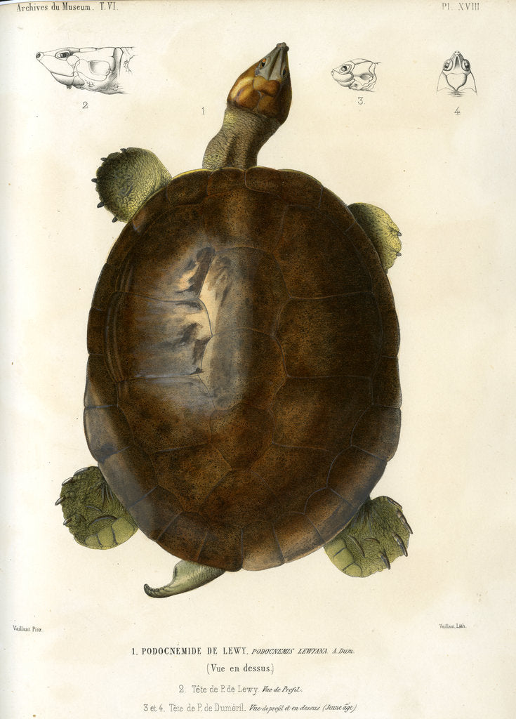 Detail of Magdalena river turtle by Léon Louis Vaillant