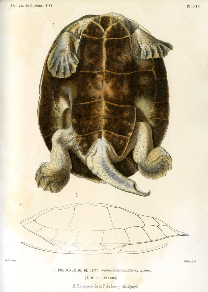 Detail of Magdalena river turtle by Léon Louis Vaillant