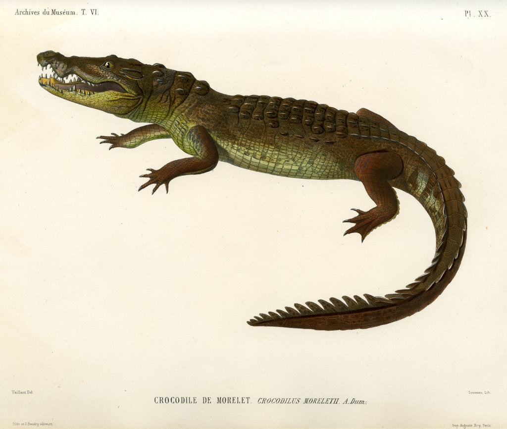Detail of Morelet’s crocodile by Louveau