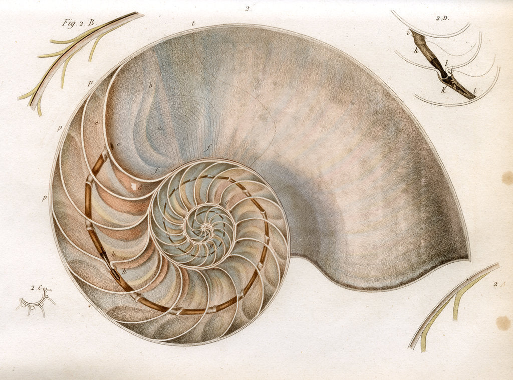 Detail of Nautilus by Unknown