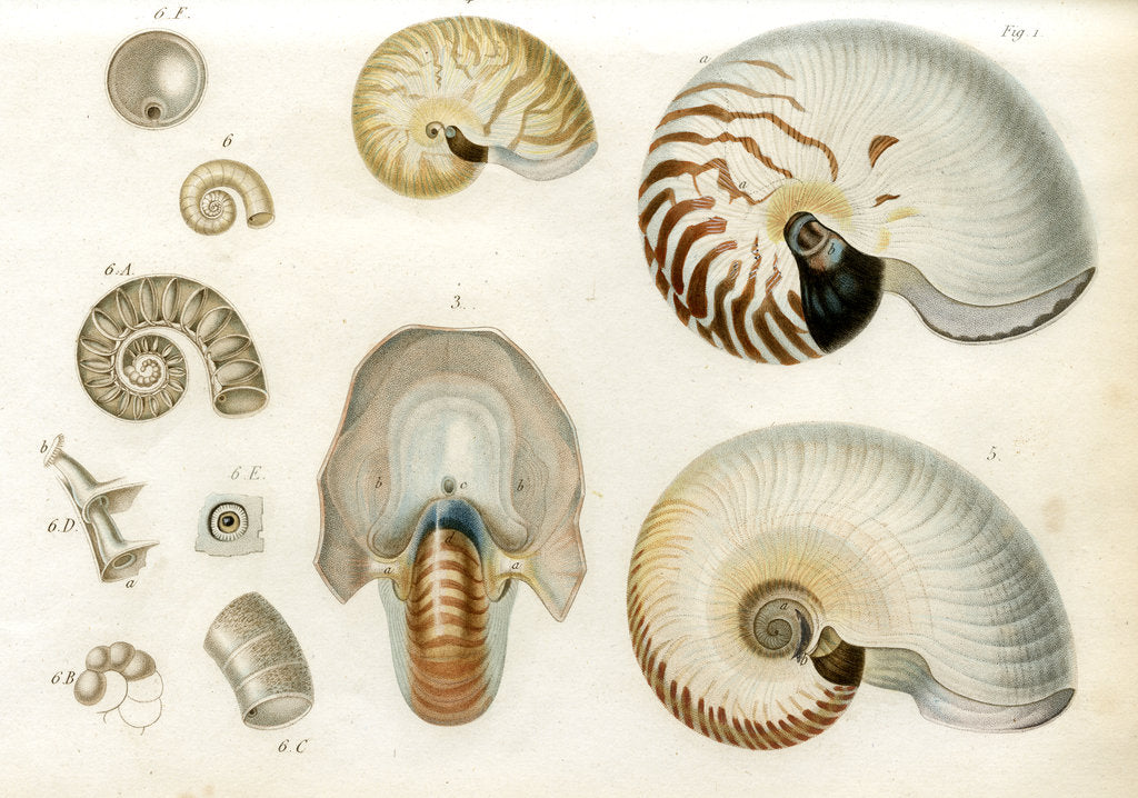 Detail of Nautilus specimens by Unknown