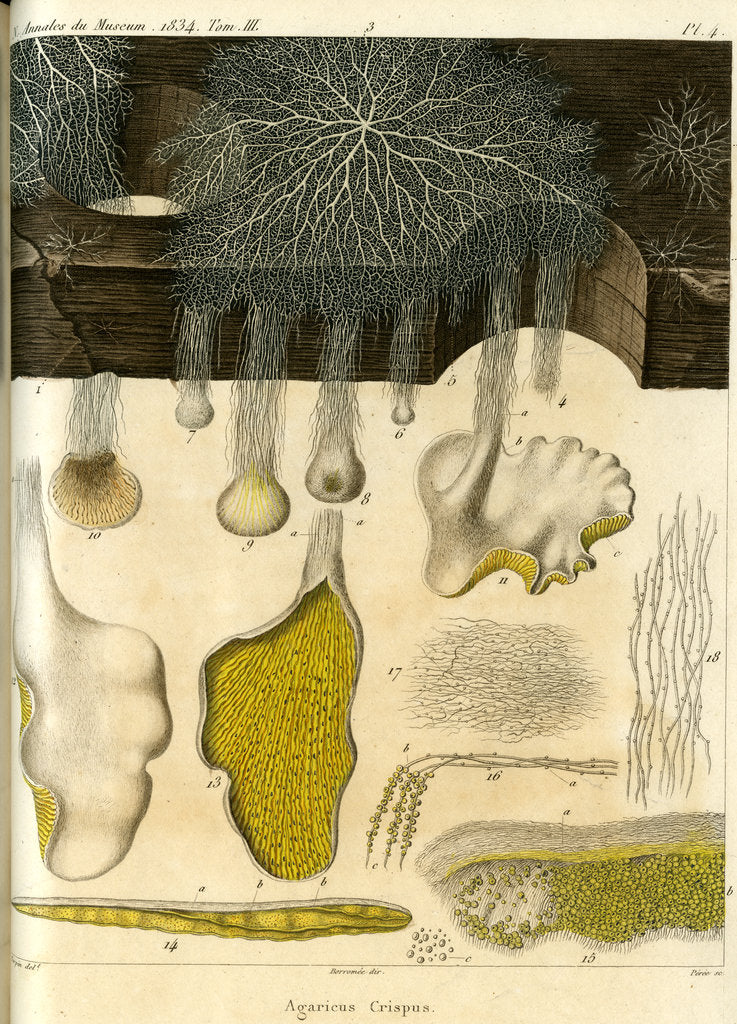 Detail of Agaricus crispus by Pérée