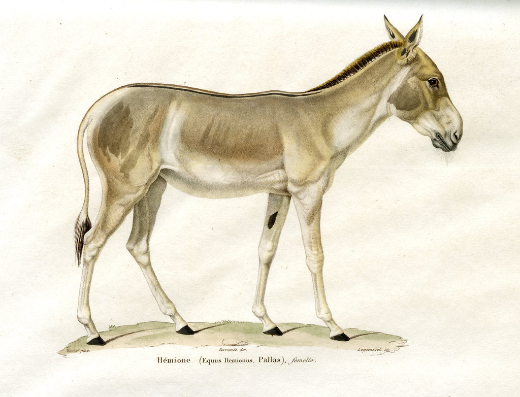 Detail of Onager by Legénissel