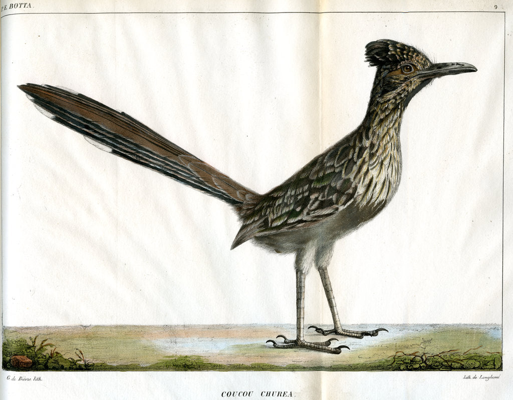 Detail of Greater roadrunner by Bièvre