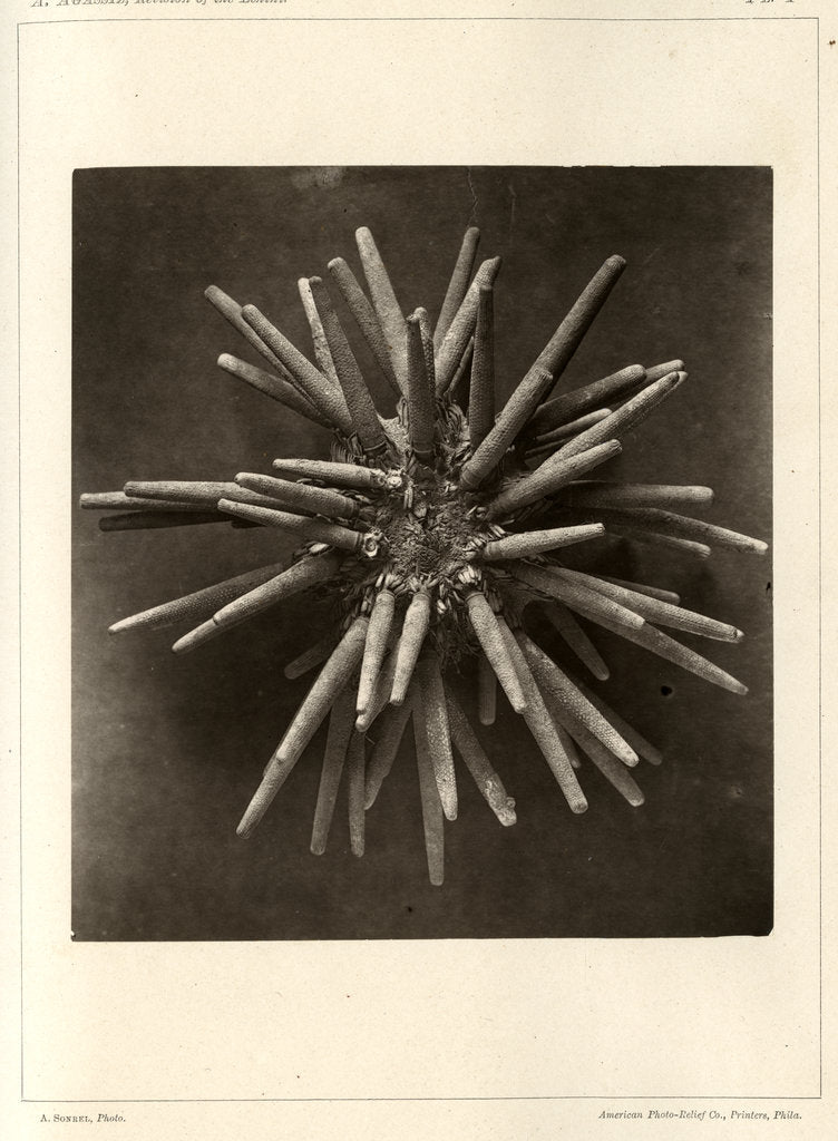 Detail of Slate pen sea urchin by American Photo Relief Printing Company