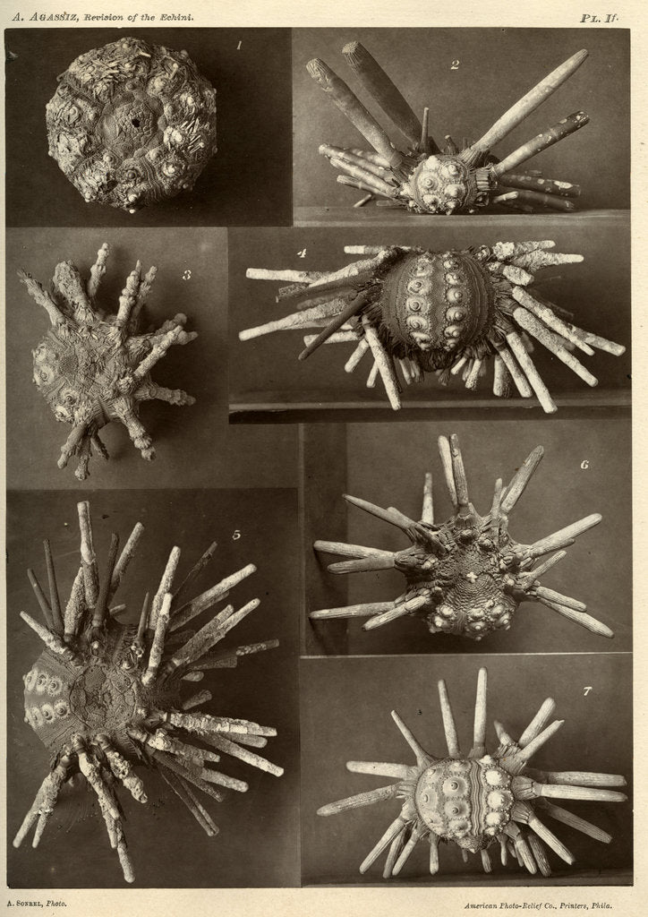 Detail of Sea urchins by American Photo Relief Printing Company