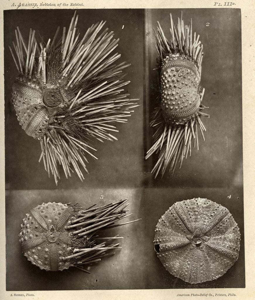Detail of Sea urchins by American Photo Relief Printing Company