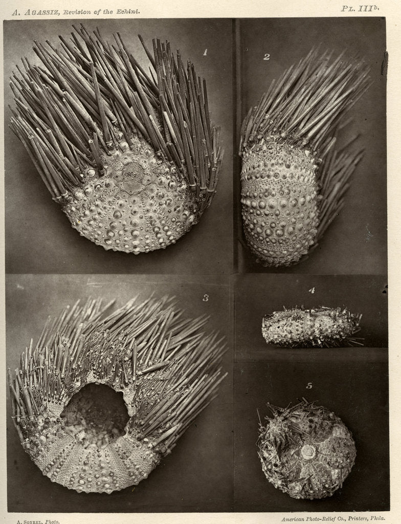 Detail of Sea urchins by American Photo Relief Printing Company