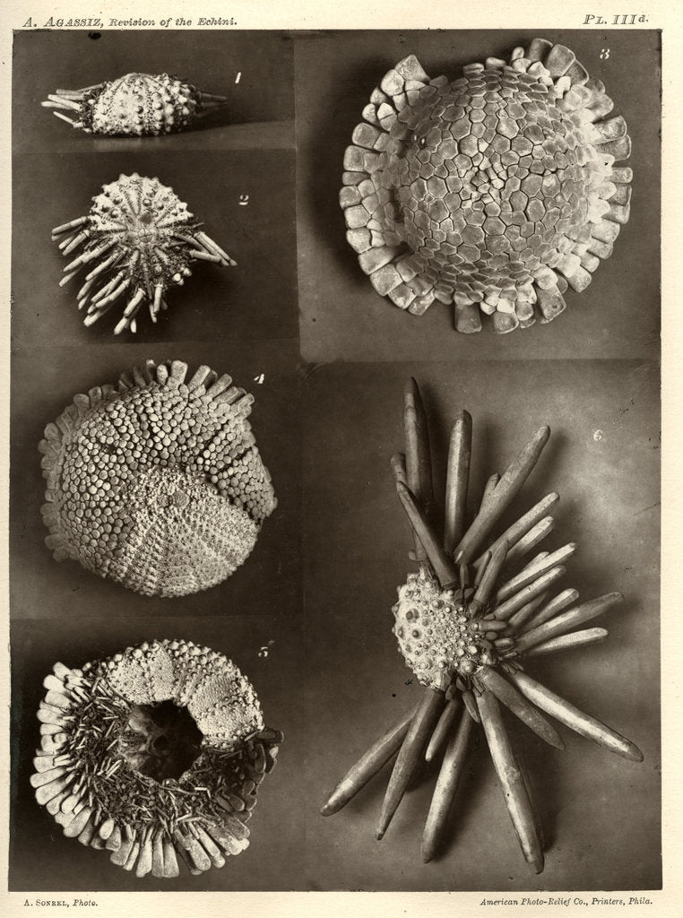 Detail of Sea urchins by American Photo Relief Printing Company