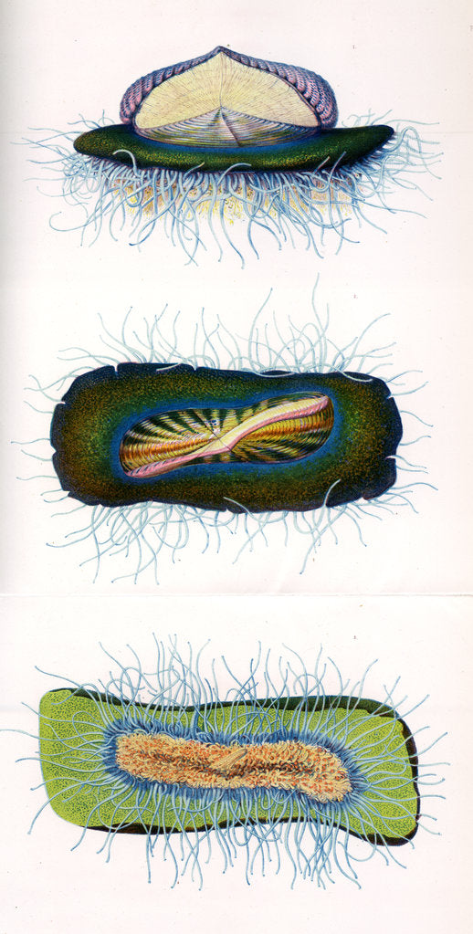 Detail of Sea raft by A Meissel