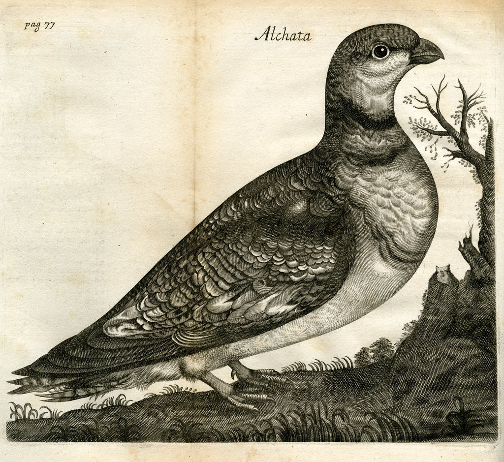 Detail of Pin-tailed sandgrouse by Unknown